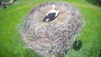 Węgleszyn - Storks