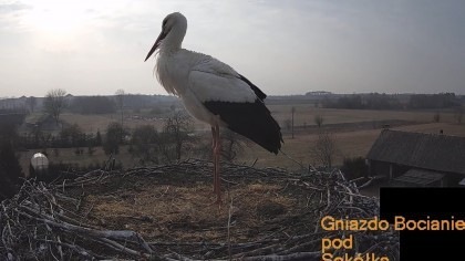 波兰全国观鸟监控摄像机合集
