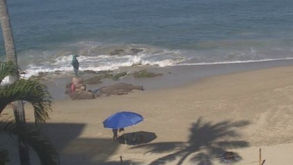 Puerto Vallarta - Vallarta Shores Resort, Mexico - Webcams
