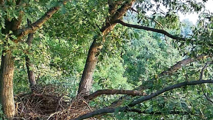 Pittsburgh - Hays Eagle Nest, Pennsylvania (USA) - Webcams