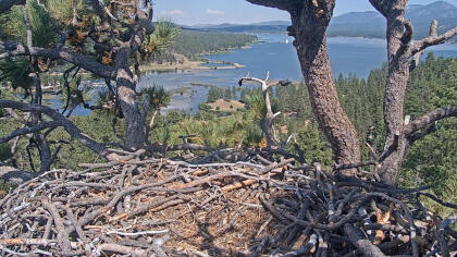 San Bernardino Mountains - Big Bear Valley - Bald Eagle, California