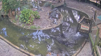 St. Augustine - Alligator Farm, Florida (USA) - Webcams