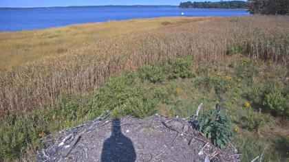 Great Bay - Osprey nest, New Hampshire (USA) - Webcams