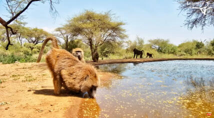 Great Rift Valley - Olkirimatian Conservancy - Lentorre Lodge, Kenya