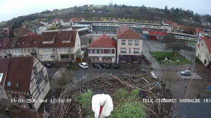 Sarralbe - Storks - France