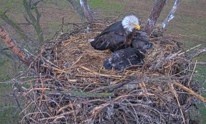 Peabody - Bald eagles - Kansas (USA)