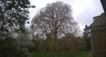 Ely - King's Ely - Great London Plain Tree - United Kingdom