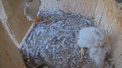 Barcelona - Sagrada Familia - Peregrine falcons - Spain