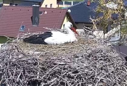 Kout na Šumavě - Storks - Czech Republic