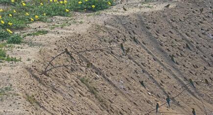 Kinmen National Park - Blue-Tailed Bee-eater - Taiwan