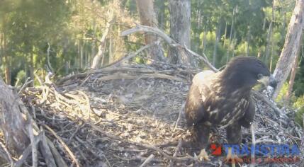 Kaišiadorys District - White-tailed eagle nest - Lithuania
