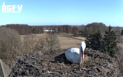 Altlandsberg - Storks - Germany