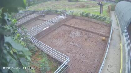 Echt - Pig farm - Netherlands