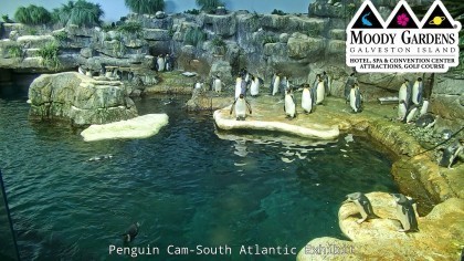 galveston moody gardens penguins