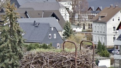 Chemnitz Grüna Störche, Deutschland Webcams