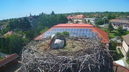 Gyomaendrőd - Storks - Hungary