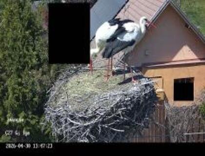 Iváncsa - Storks - Hungary