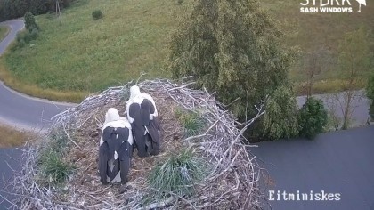 Eitminiskes - Storks - Lithuania