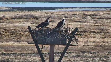 Old Saybrook - Osprey nest - Connecticut (USA)