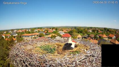 Onga - Storks - Hungary
