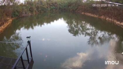 Pattaya - Tropical Garden & Fishing Pond - Thailand