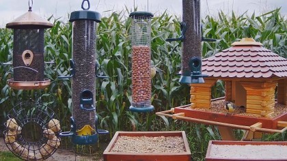 Recke Bird Feeder Germany Webcams