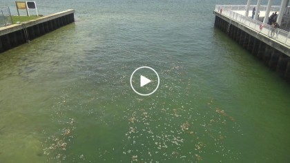 Riviera Beach - Manatee, Florida (USA) - Webcams