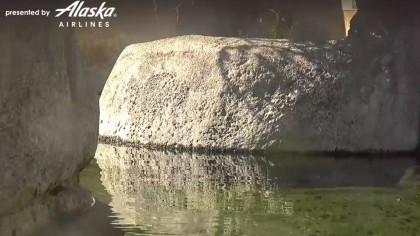 San Diego - Zoo - Penguins, California (USA) - Webcams