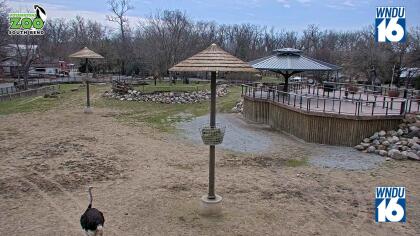 South Bend - Potawatomi Zoo - Giraffes - Indiana (USA)
