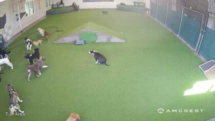 Dog Boarding Toledo Ohio