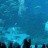 Atlanta - Georgia Aquarium