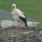 Lewków, Raszków - Storks