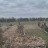 Raszków - Storks