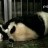 Chengdu - Research Base of Giant Panda Breeding