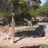 Tucson - Reid Park Zoo