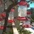 Los Angeles - Studio City - Hummingbirds