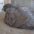 Peregrine falcon