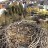 Bad Salzungen - Bociany