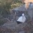 Knittelsheim - Storks