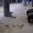 National Zoological Park - Elephants