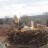 Bornheim - Storks