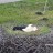 Teichland - Maust - Storks