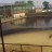 Asmoli - Dhampur Sugar Mills