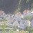 Tvedestrand
