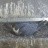 San Francisco - The peregrine falcons