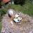 Miniaturansicht