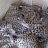 National Zoological Park - Cheetahs