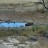 Kgalagadi Transfrontier Park - Nossob