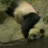 National Zoological Park - Giant Panda