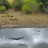 Kruger National Park - Orpen Rest Camp